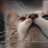 Amadeus