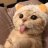 Catlover